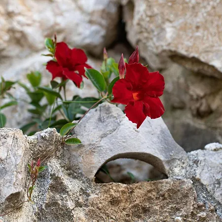 Prázdninový dům House Leptir Drniš